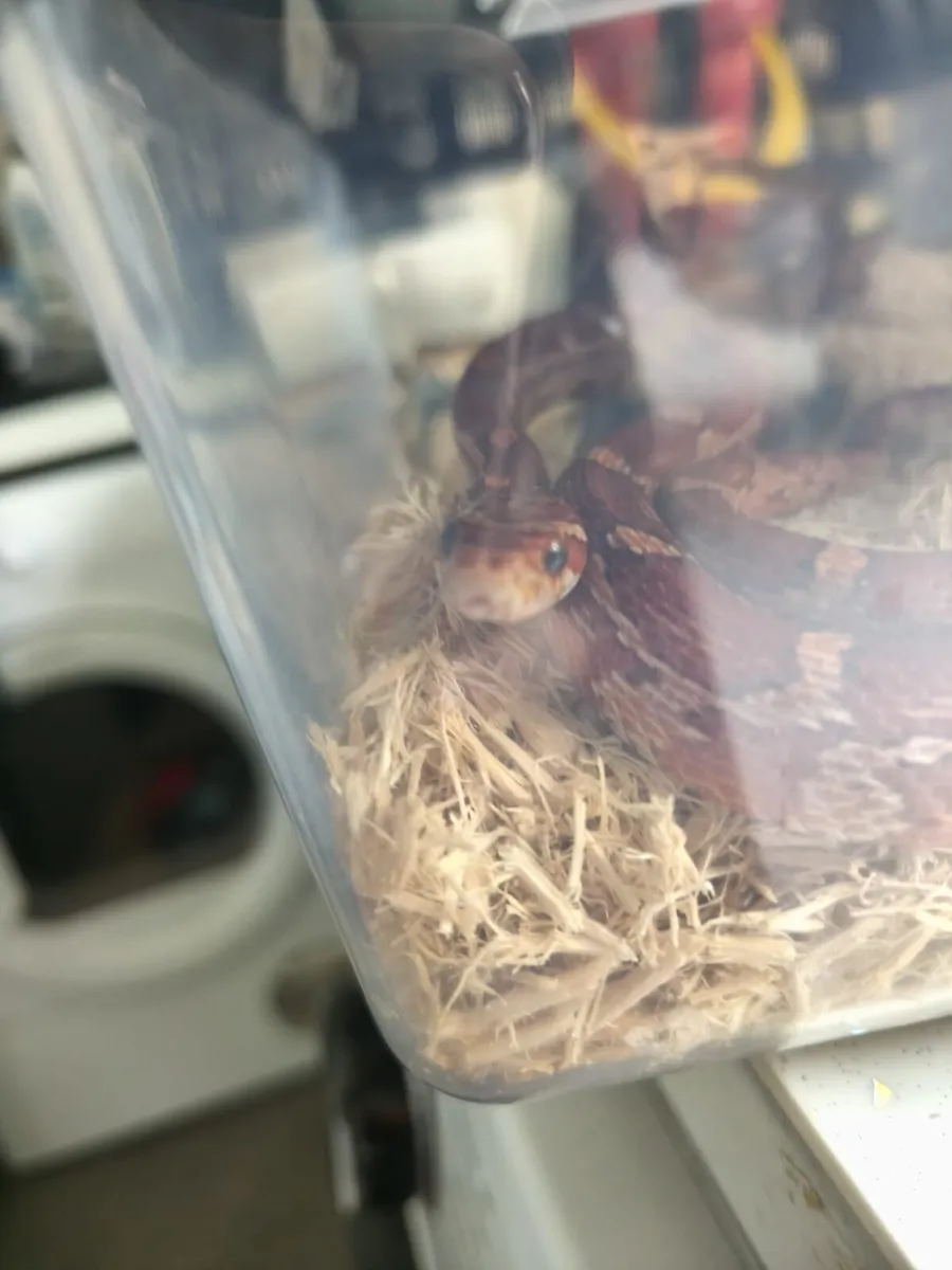 Corn snake - Image 1