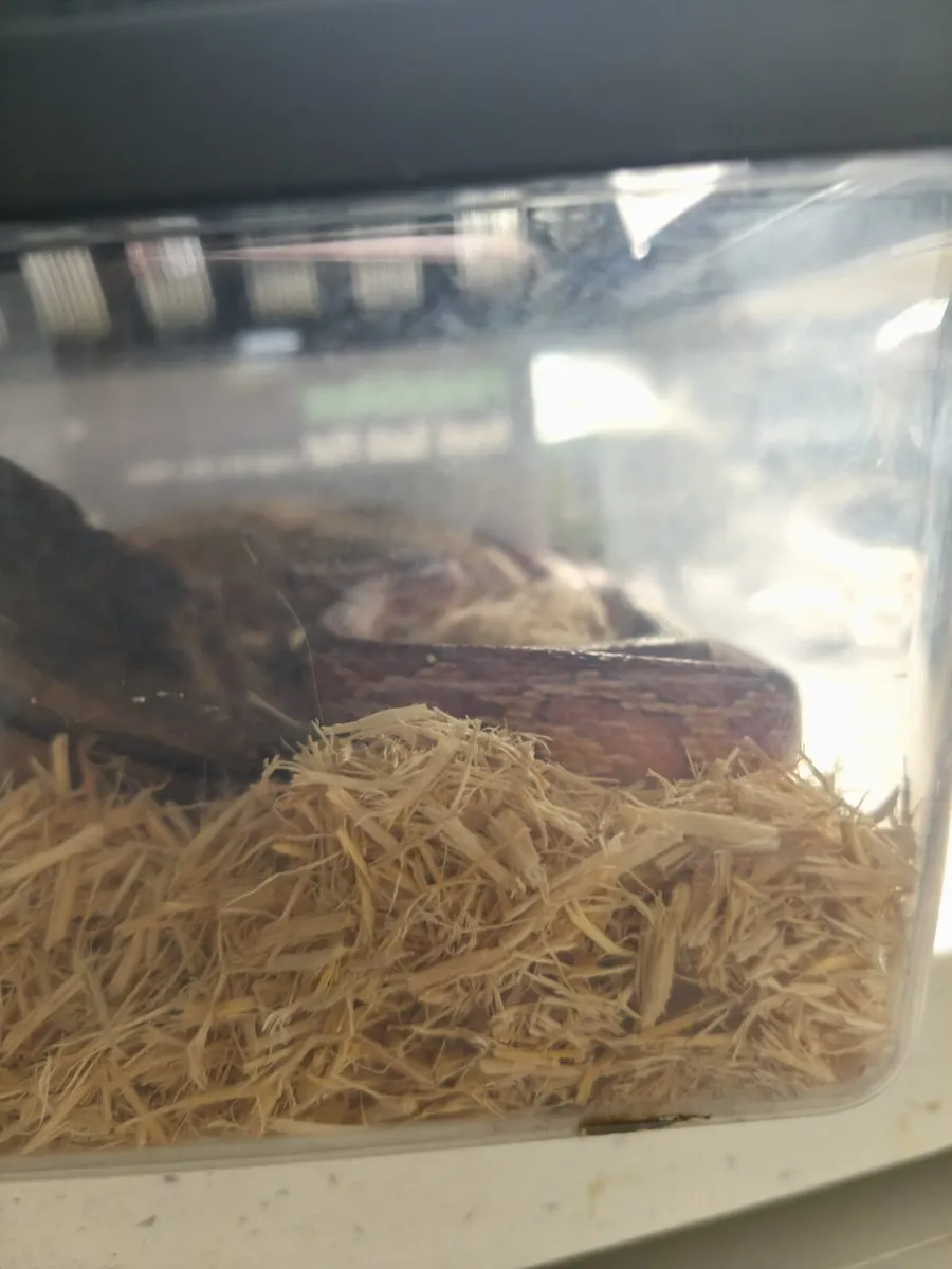 Corn snake - Image 2