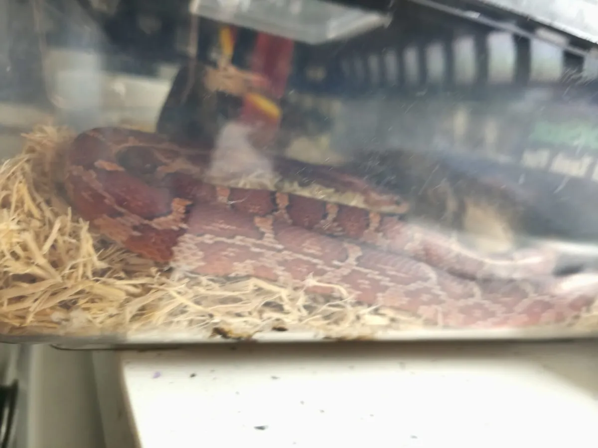 Corn snake - Image 3