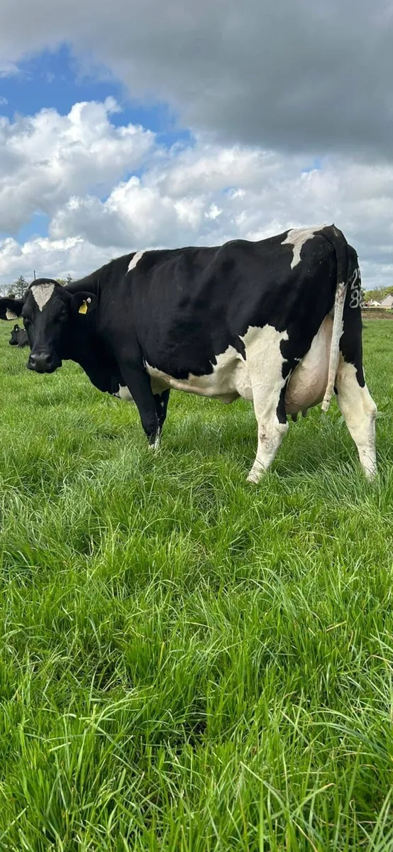 Macroom Mart dairy sale - Image 1