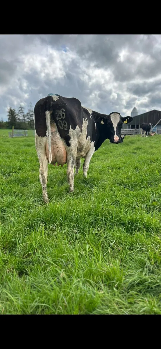 Macroom Mart dairy sale - Image 2