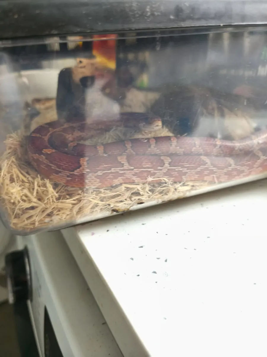 Corn snake - Image 4