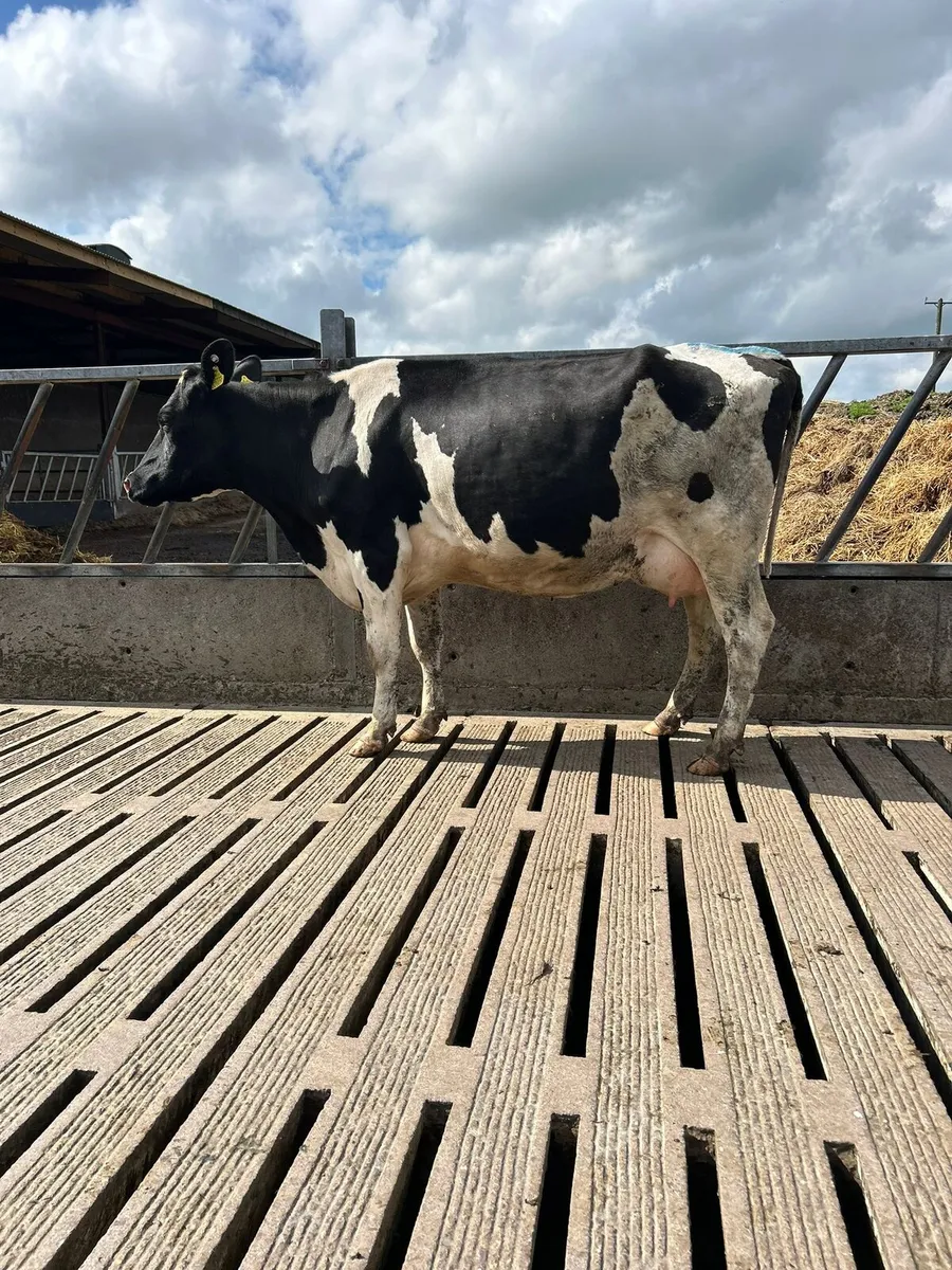 Macroom Mart dairy sale - Image 4