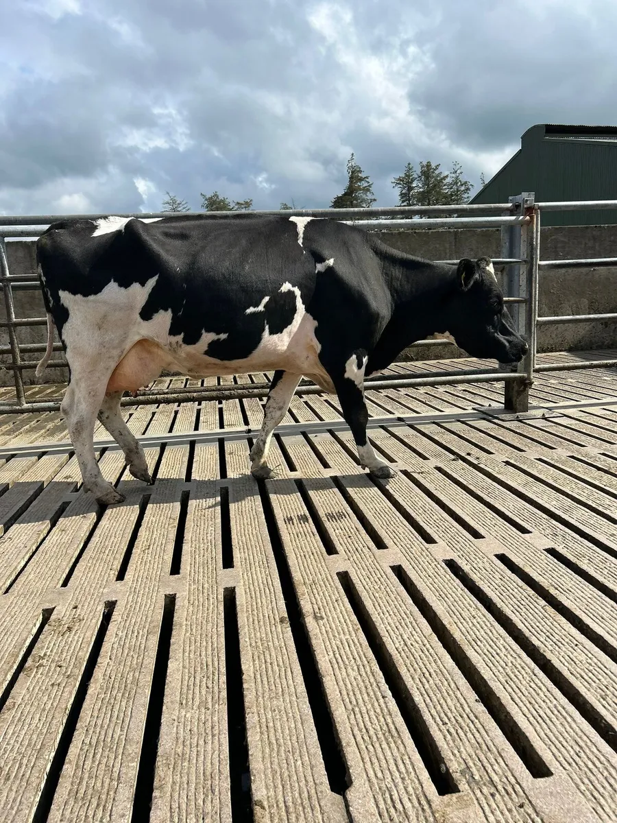 Macroom Mart dairy sale - Image 3