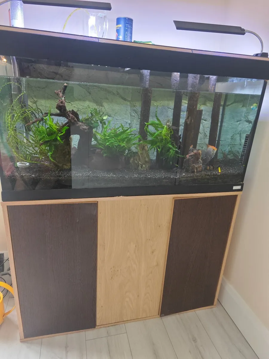 Fish  tank - Image 4