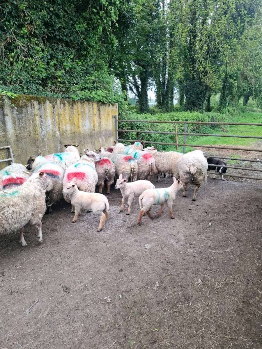 Ewes+ lambs - Image 1