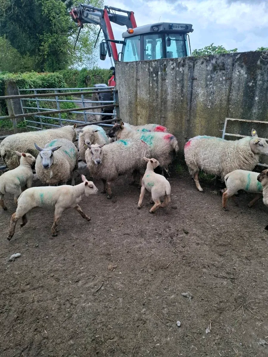 Ewes+ lambs - Image 2