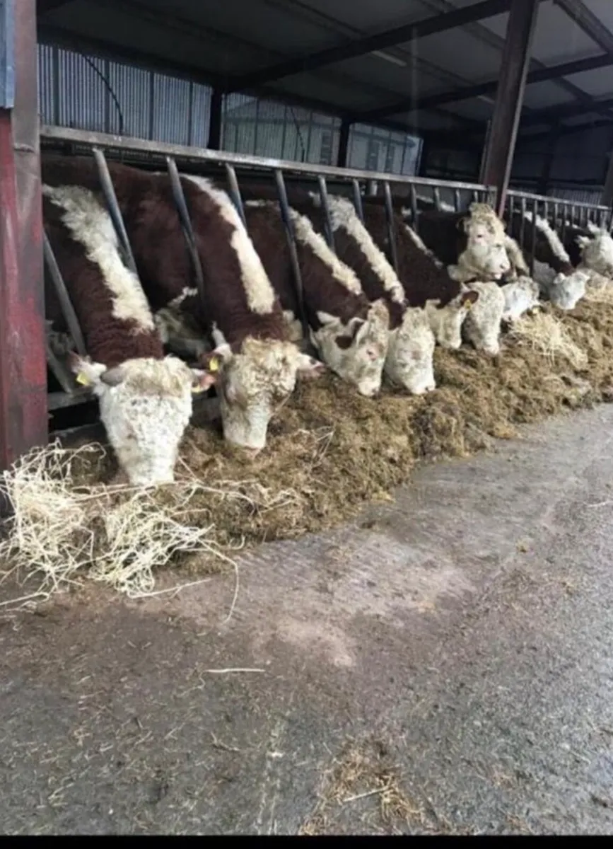 Pedigree Hereford Bulls for Sale