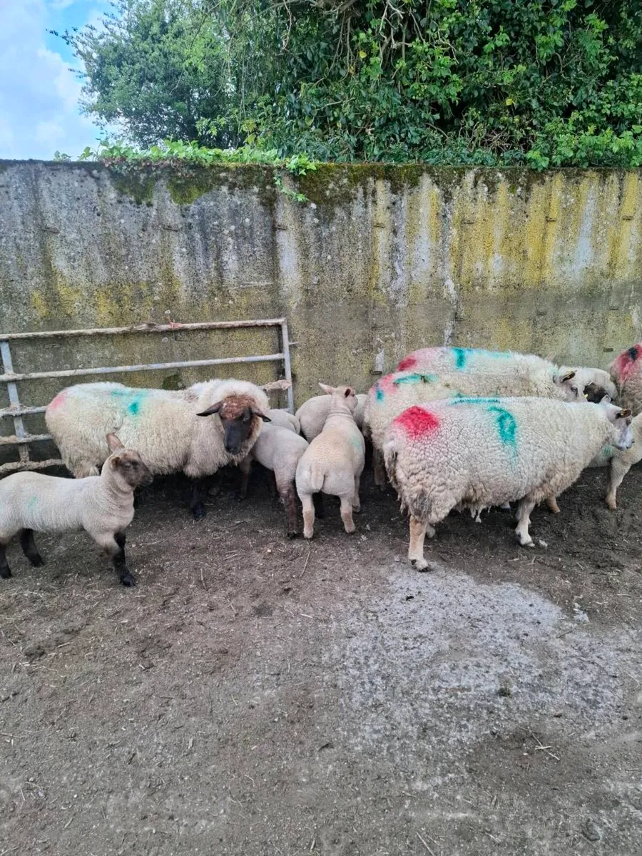 Ewes+ lambs - Image 3