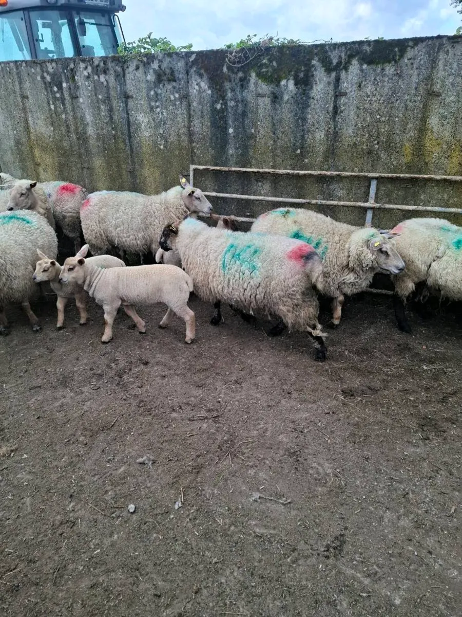 Ewes+ lambs - Image 4
