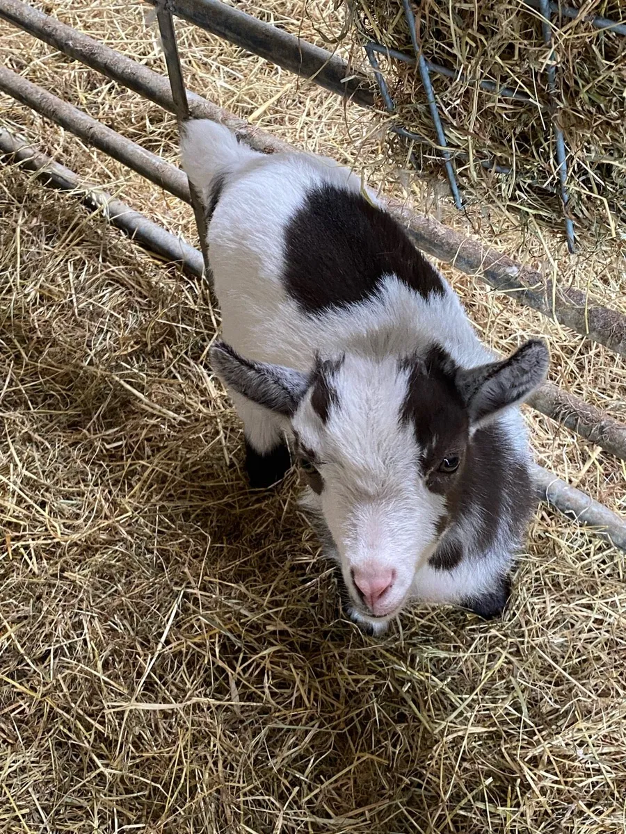 Purebred Pygmy kid - Image 2