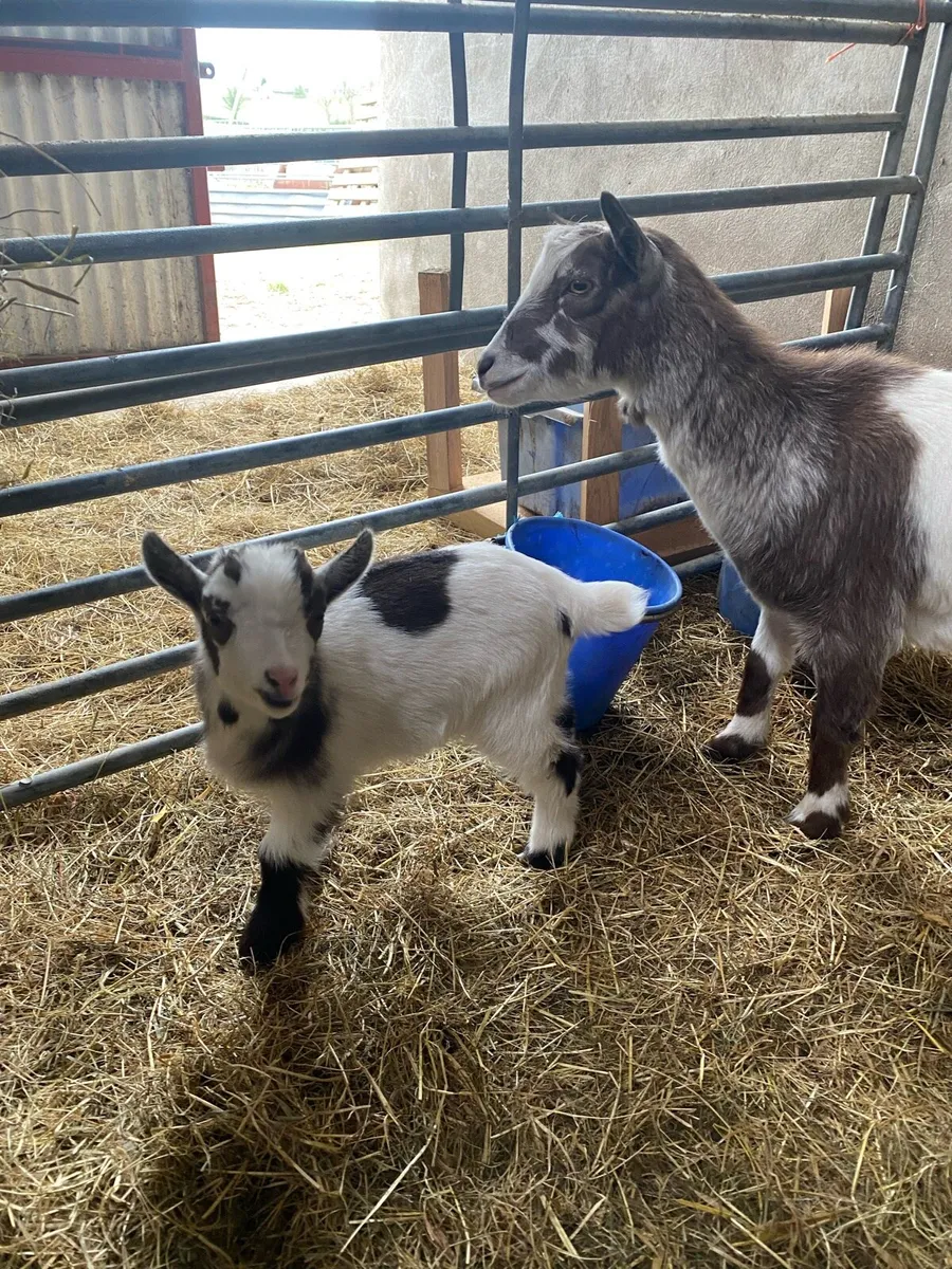 Purebred Pygmy kid - Image 3