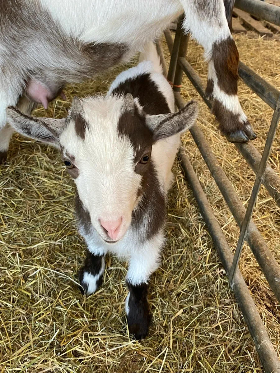 Purebred Pygmy kid - Image 1