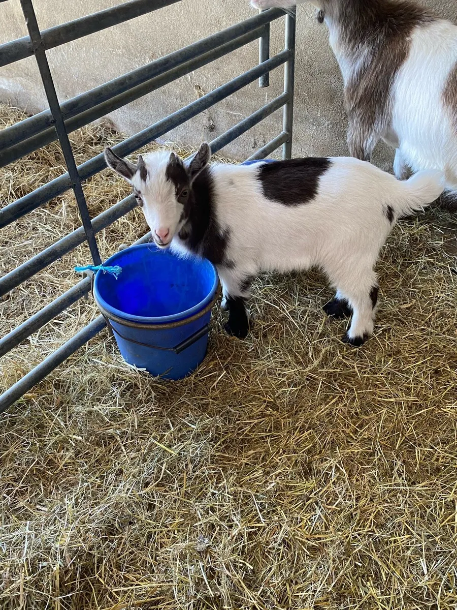 Purebred Pygmy kid - Image 4