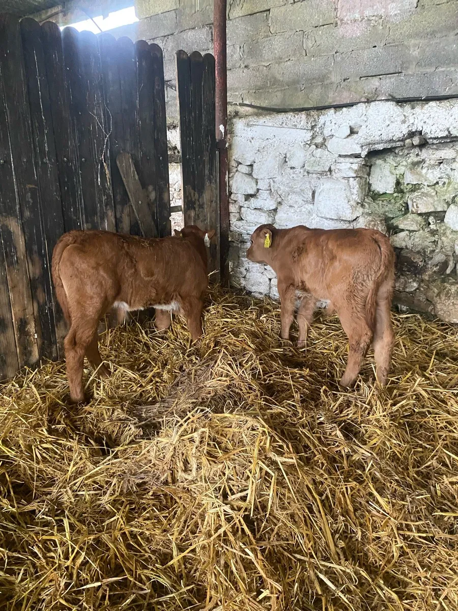 2 super red limousine bull calf - Image 3