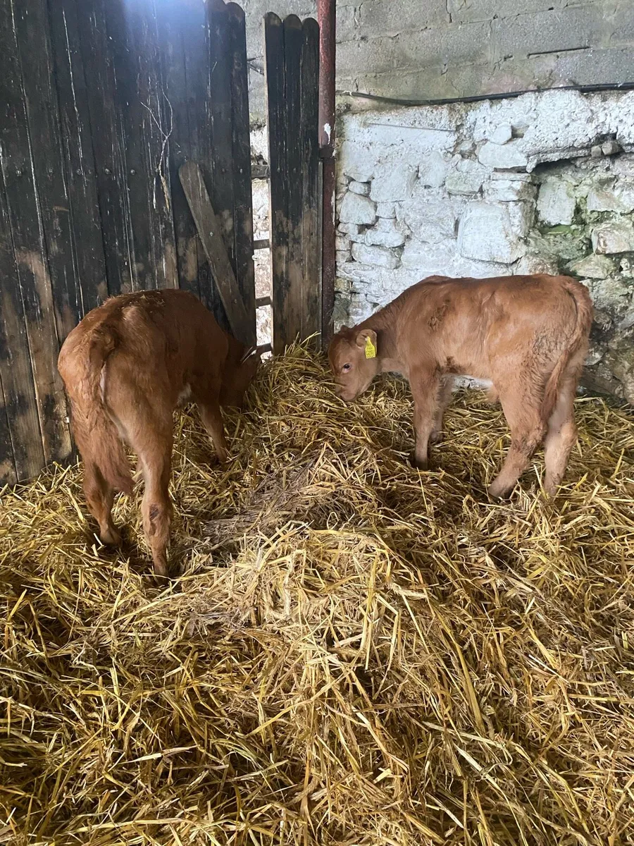 2 super red limousine bull calf - Image 4