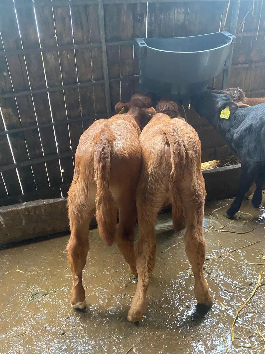 2 super red limousine bull calf - Image 1