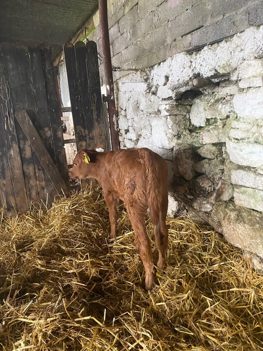 2 super red limousine bull calf - Image 2