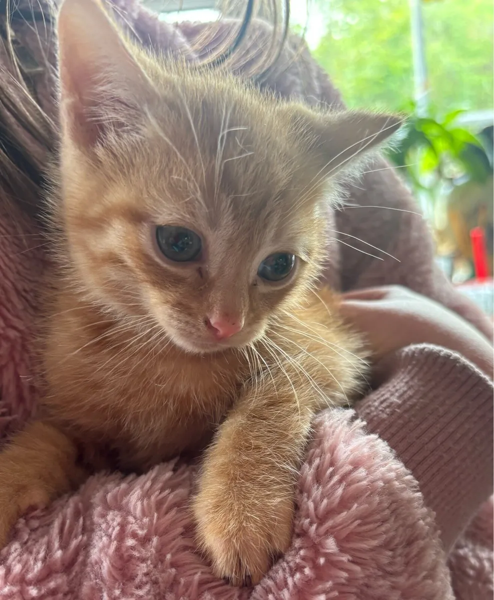Kittens - Image 1