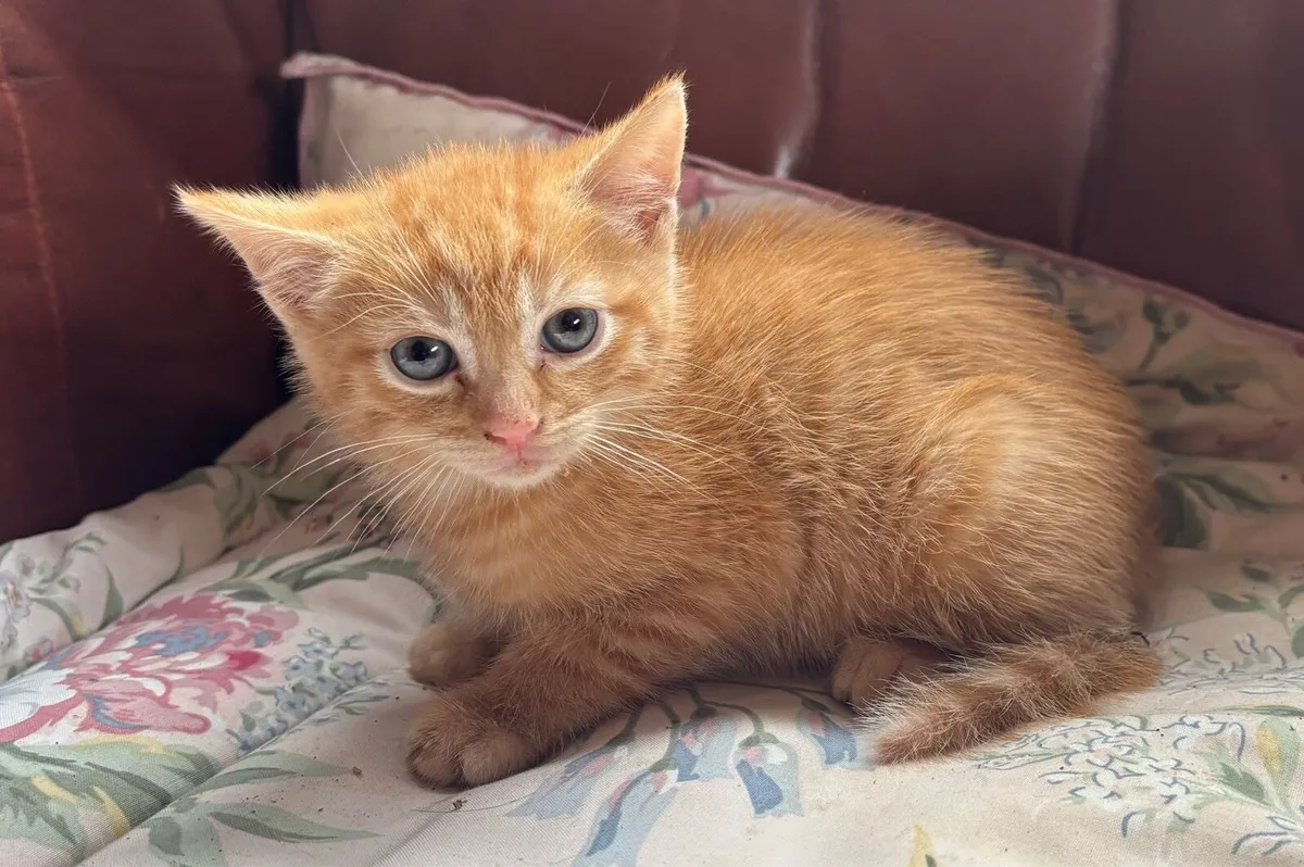 Kittens - Image 2