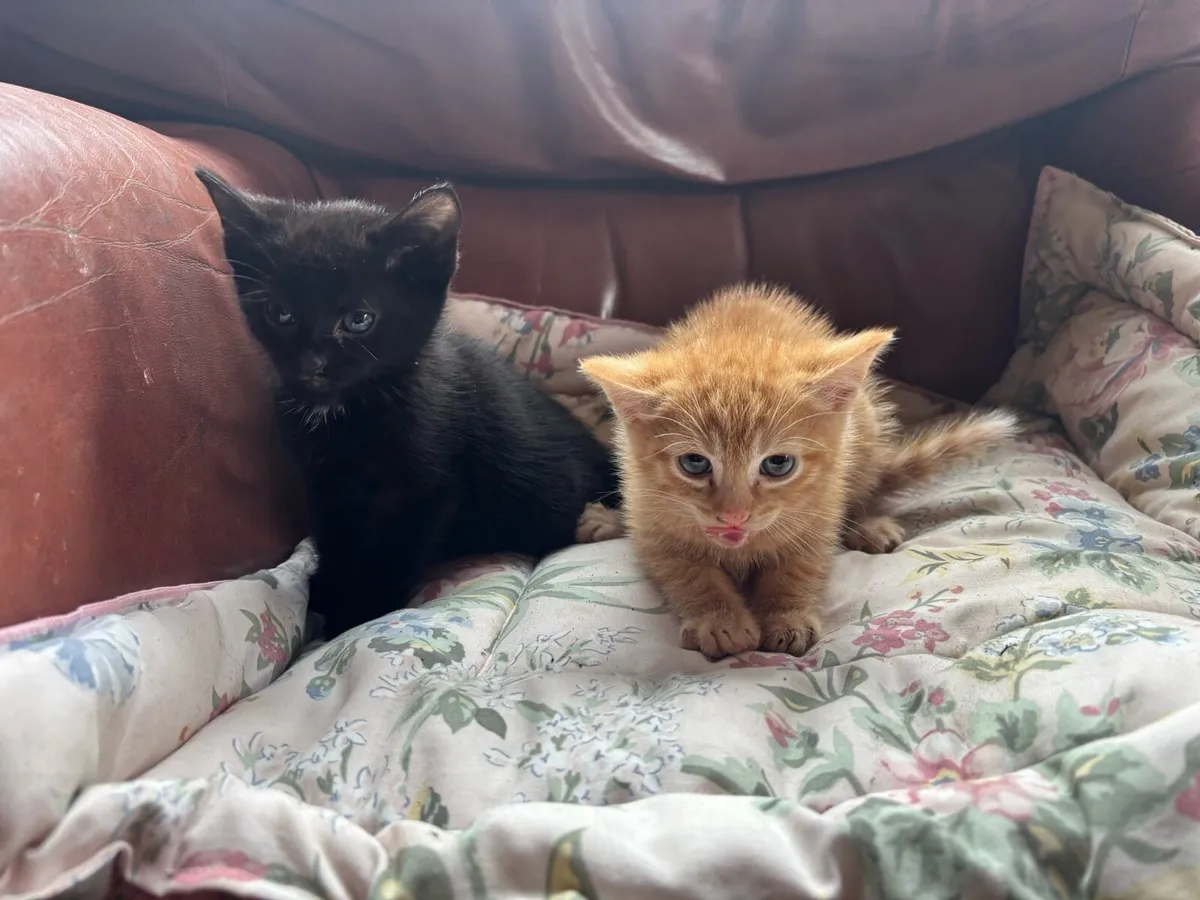 Kittens - Image 4