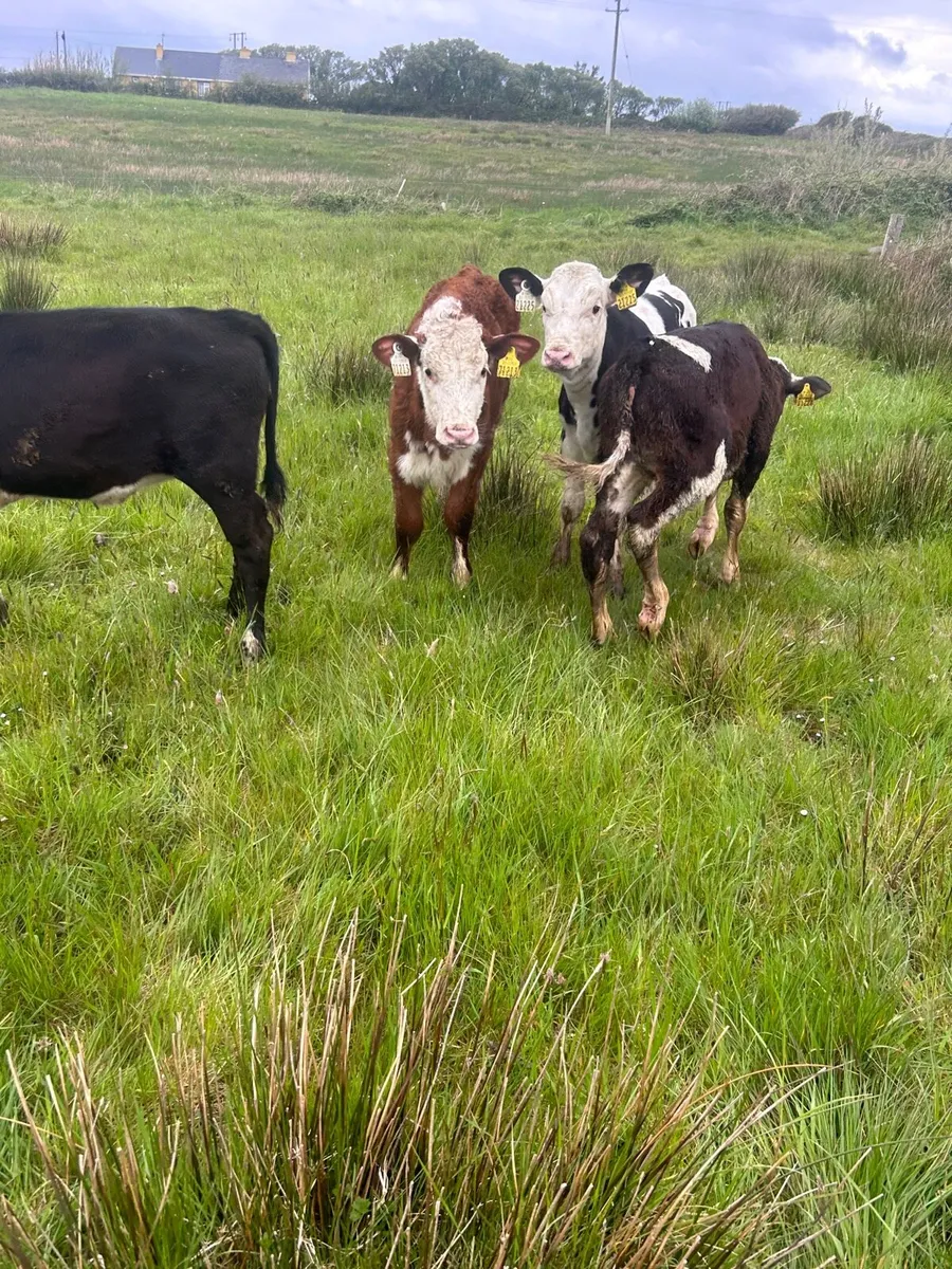 6 whitehead heifer runners - Image 1