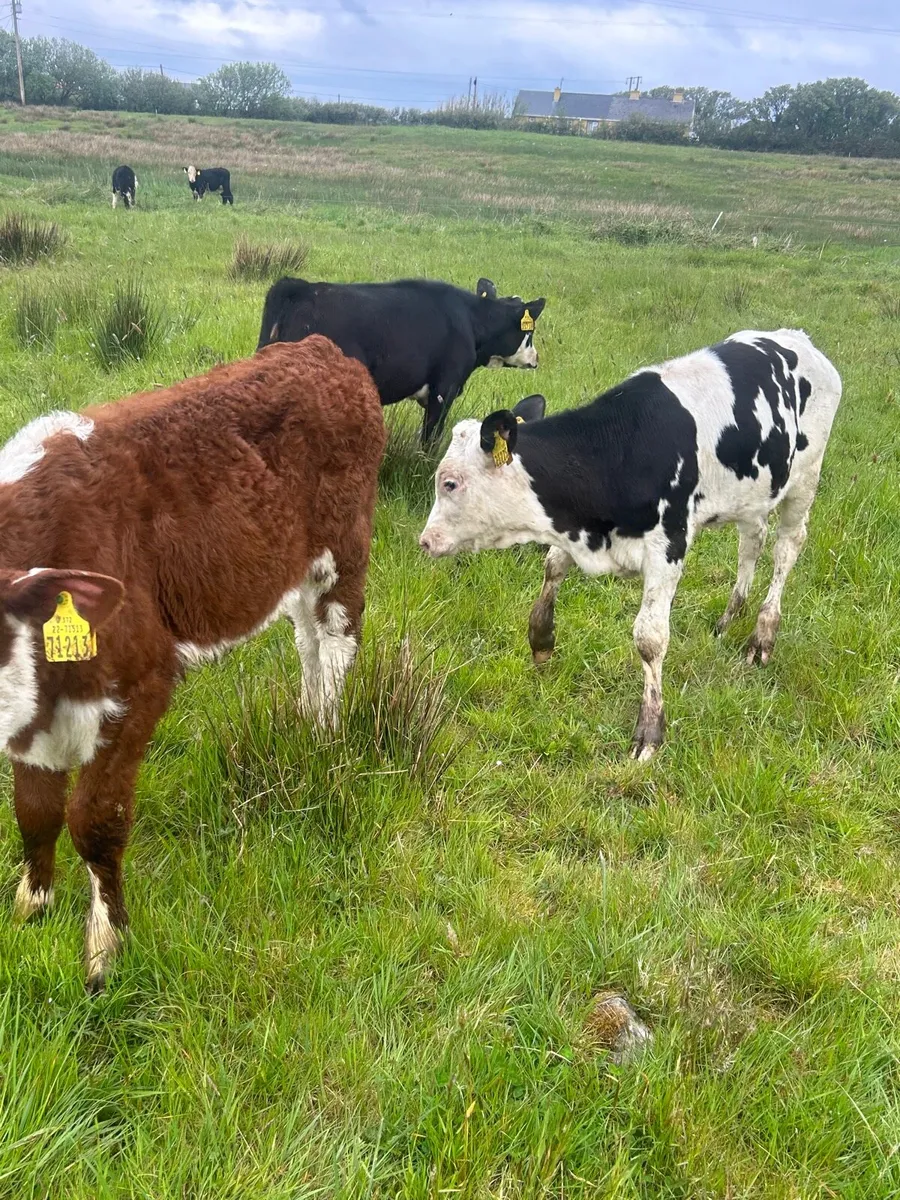 6 whitehead heifer runners - Image 3