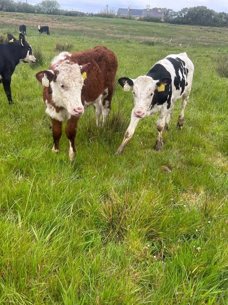 6 whitehead heifer runners - Image 2