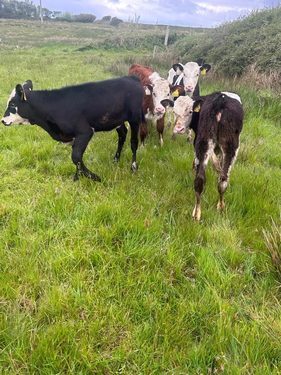 6 whitehead heifer runners - Image 4