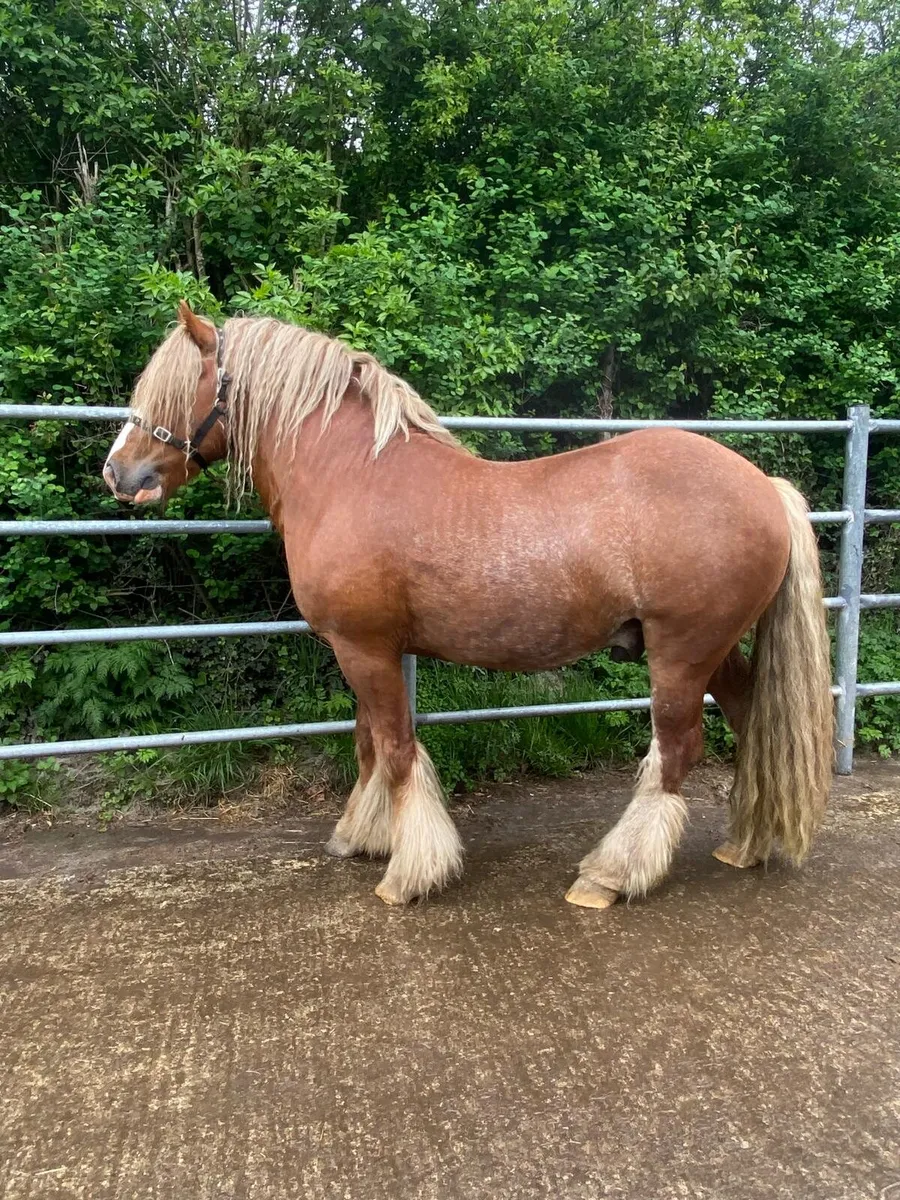 5 year old cob stallion - Image 1