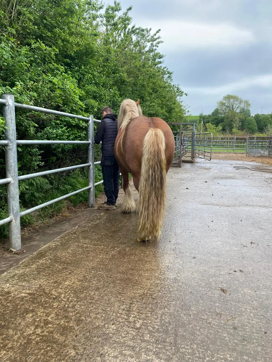 5 year old cob stallion - Image 2
