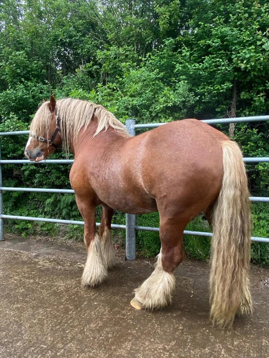 5 year old cob stallion - Image 3