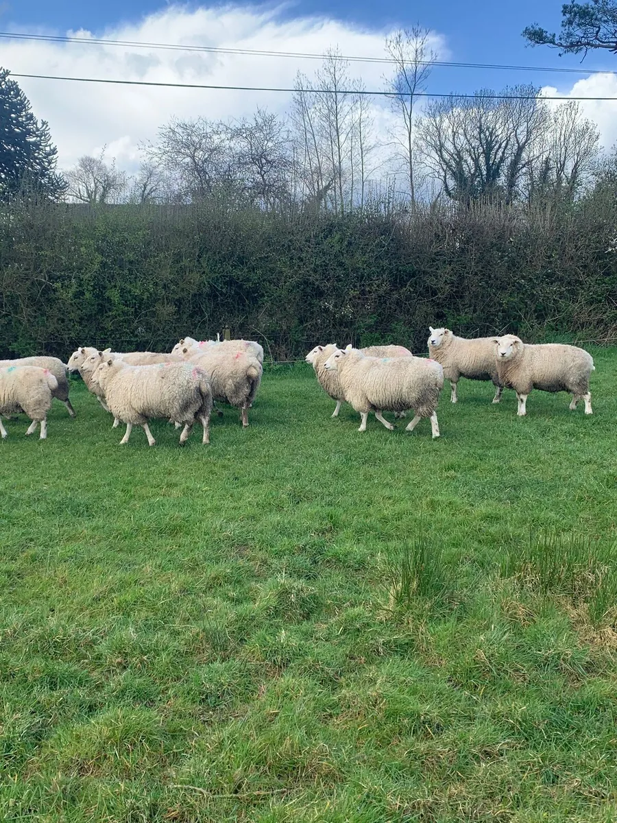 💥8 serious orgainc hoggets💥 - Image 3