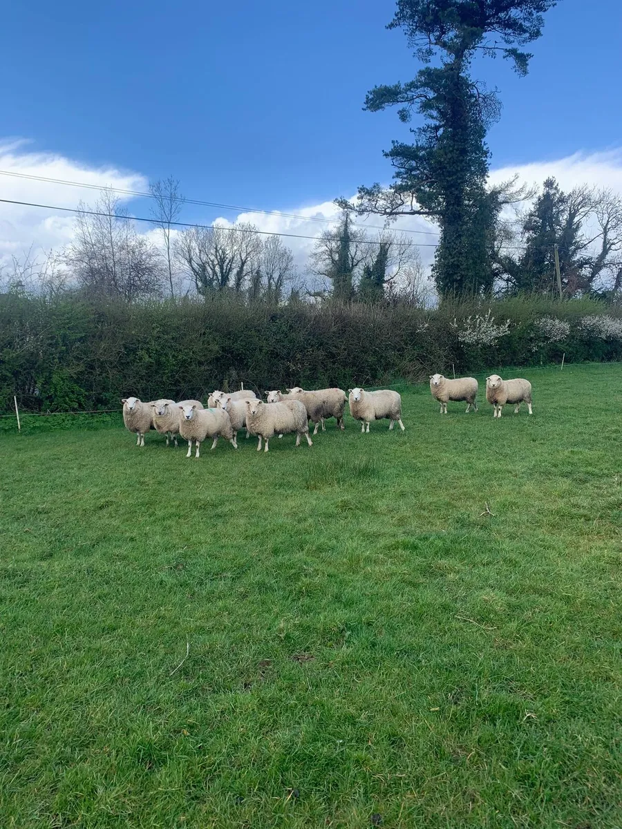 💥8 serious orgainc hoggets💥 - Image 4