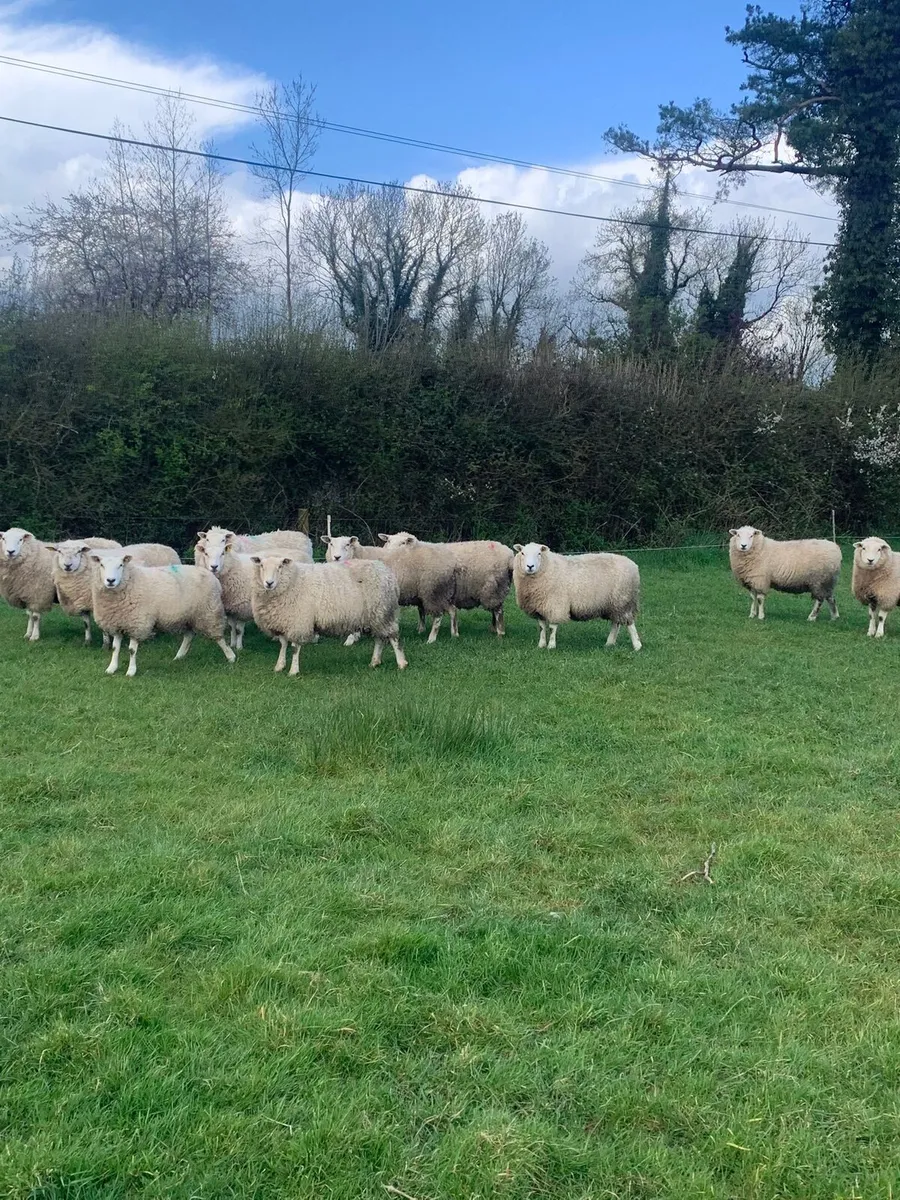 💥8 serious orgainc hoggets💥 - Image 1