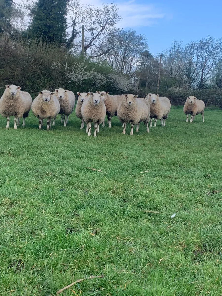 💥8 serious orgainc hoggets💥 - Image 2