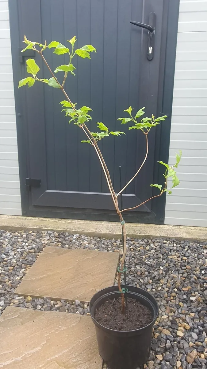 Snowball Viburnum - Image 1
