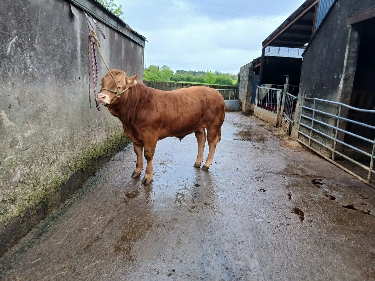 5 star Lennon Frosty bull - Image 3