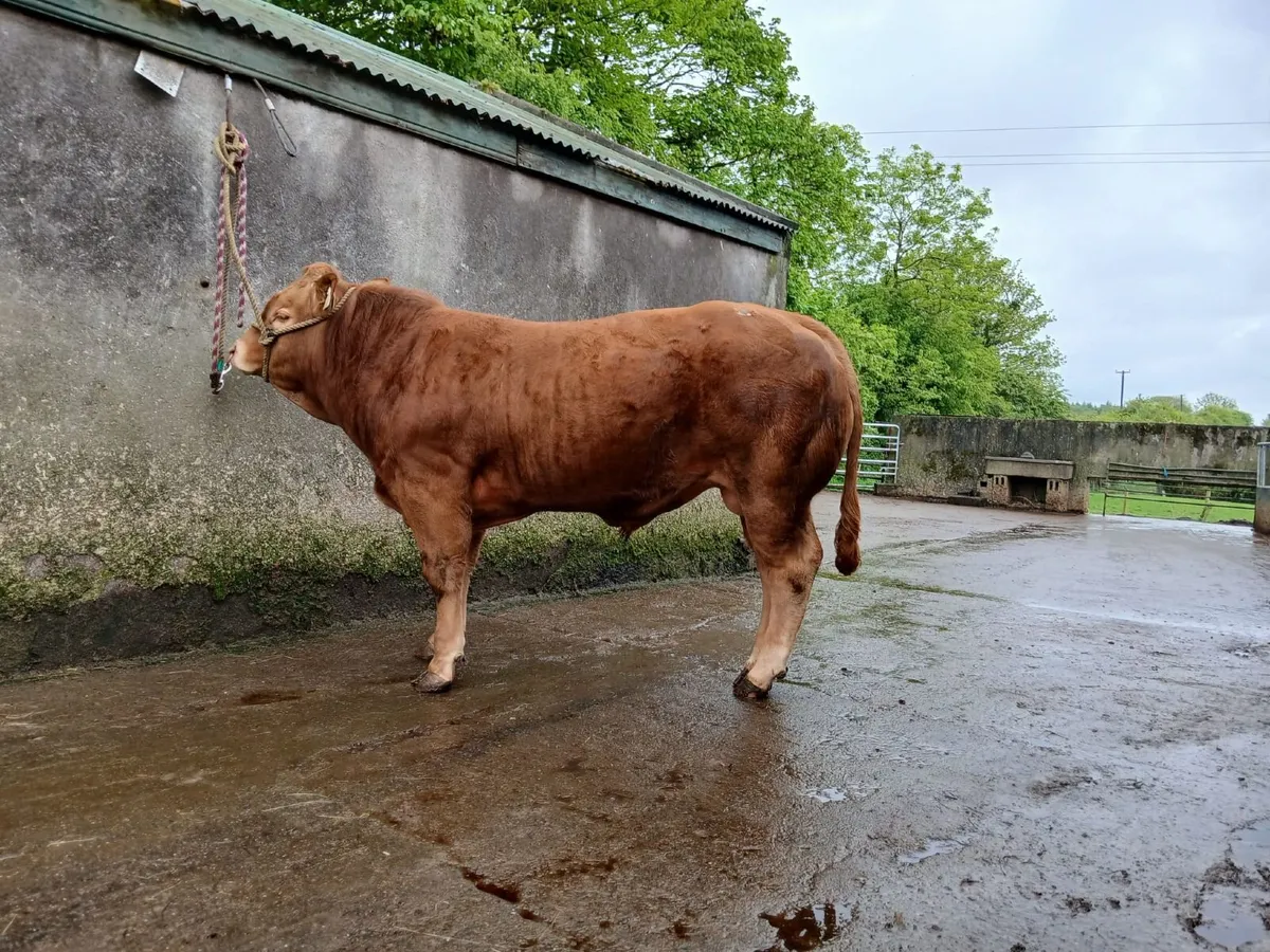5 star Lennon Frosty bull - Image 1