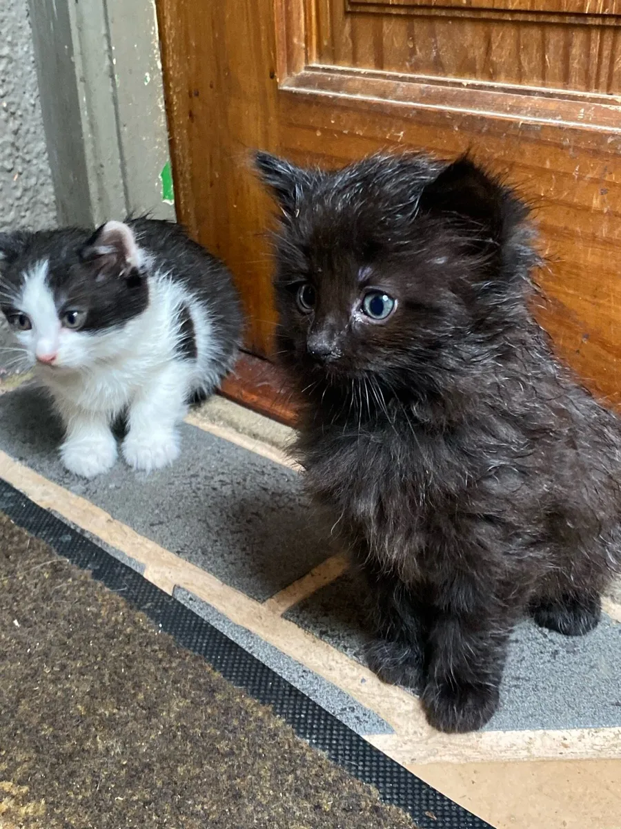 Kittens - Image 1