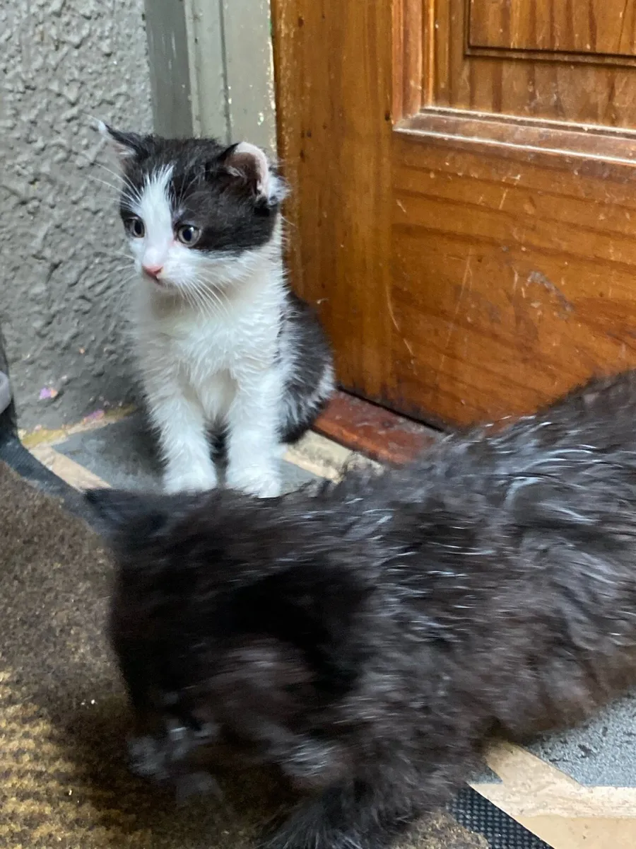Kittens - Image 2