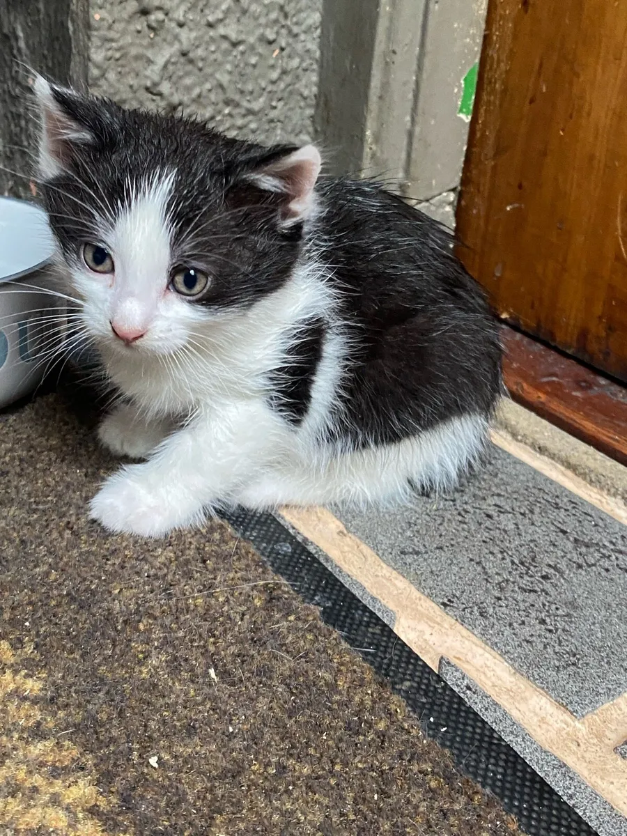 Kittens - Image 3