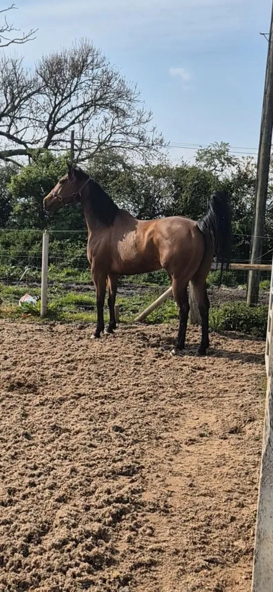 Horse - Image 3