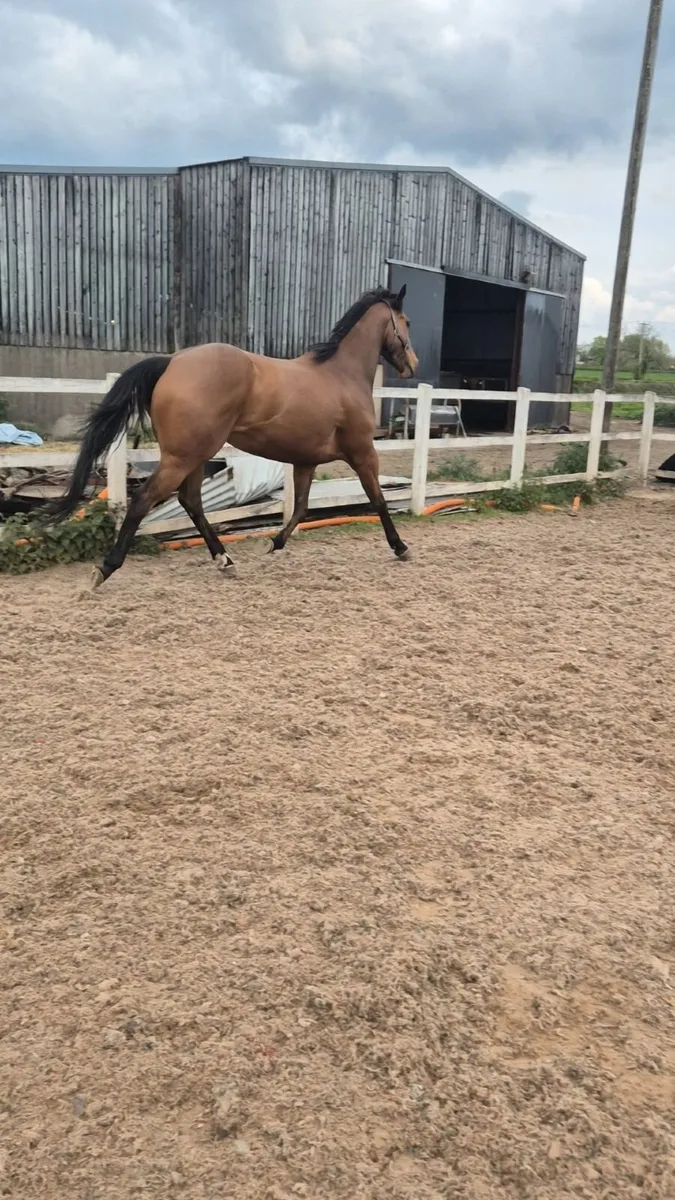 Horse - Image 4