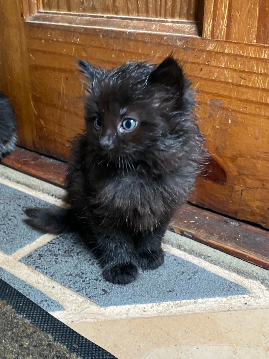 Kittens - Image 4