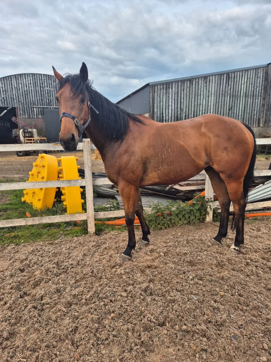Horse - Image 1