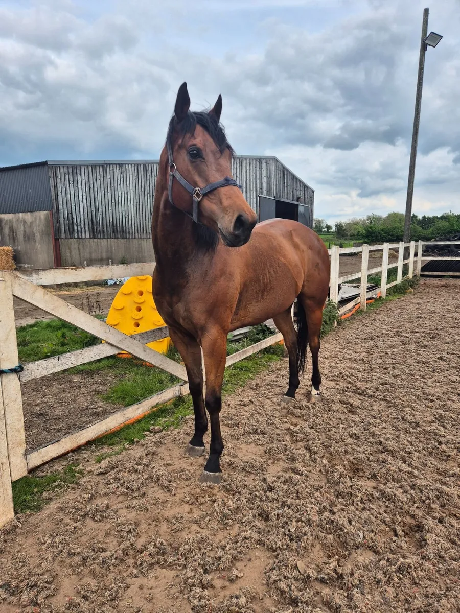Horse - Image 2