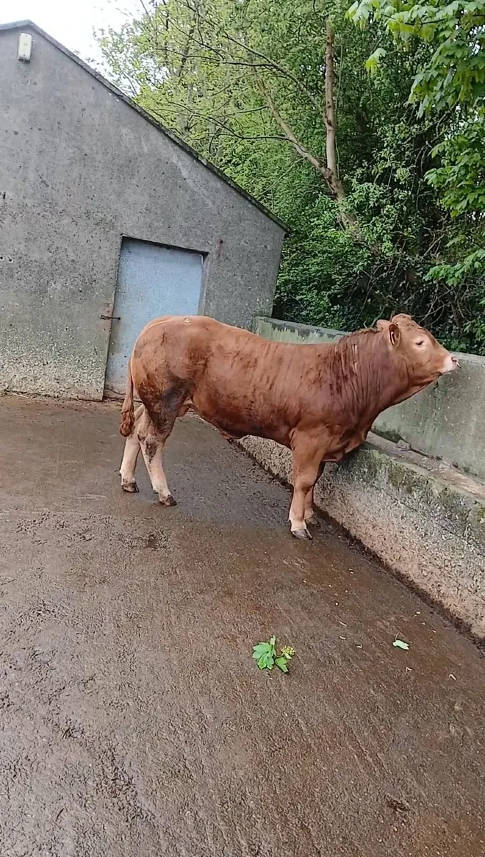 5 star Lennon Frosty bull - Image 4