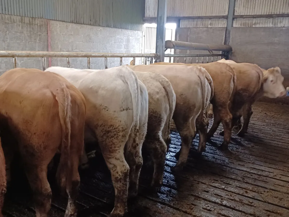 cattle - Image 1