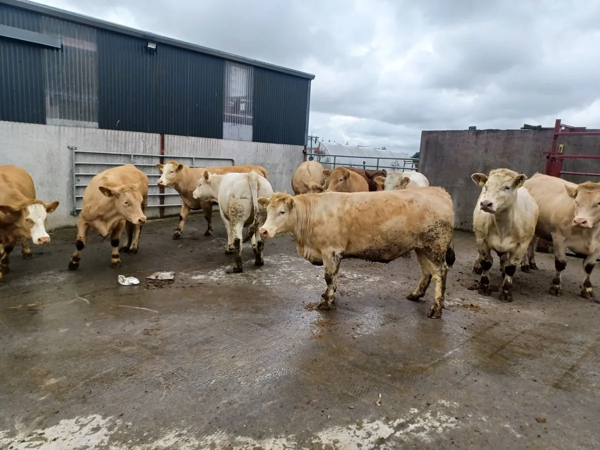 cattle - Image 3